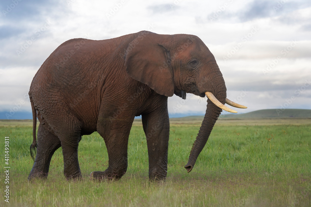 Fototapeta premium Young African elephant (Loxodonta africana) bull, walking on savanna, Amboseli national park, Kenya.