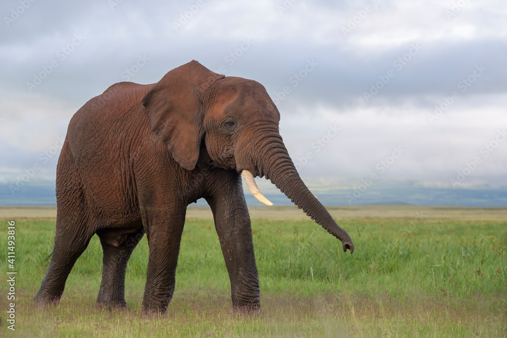 Young African elephant (Loxodonta africana) bull, walking on savanna, smelling with trunk, Amboseli national park, Kenya.