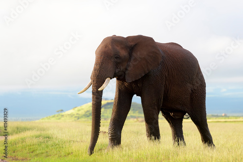 Young African elephant (Loxodonta africana) bull, walking on savanna, Amboseli national park, Kenya.
