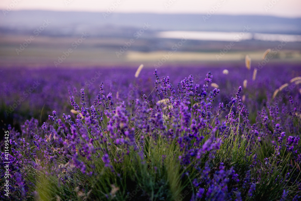 Naklejka premium Lavender field. Beautiful blossoming lavender bushes rows.Provence garden