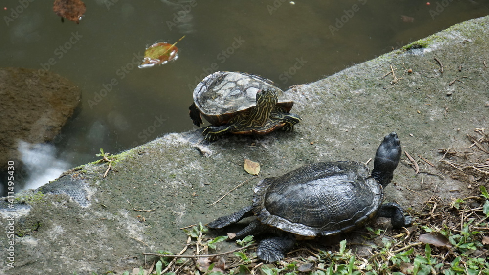 turtles in the Hutoushan Hutou Mountain Park, Guishan, Taoyuan City, Taiwan, January turtles in the Hutoushan Hutou Mountain Park, Guishan, Taoyuan City, Taiwan, January