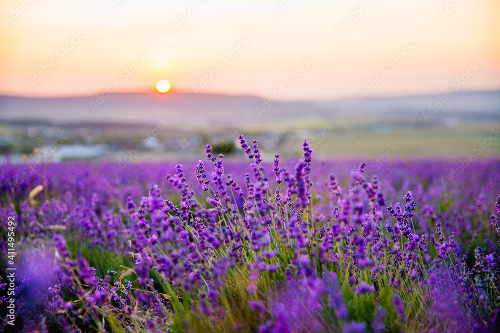 Lavender field at sunset. Beutiful blossoming lavender bushes rows