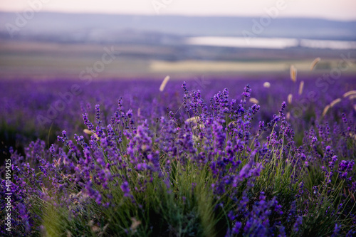 Lavender field. Beautiful blossoming lavender bushes rows.Provence garden