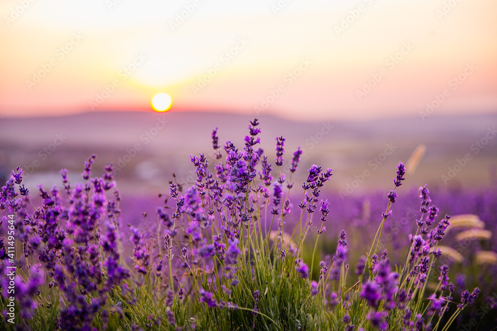 Fototapeta premium Lavender field at sunset. Beutiful blossoming lavender bushes rows