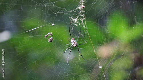 a big spider in the Hutoushan Hutou Mountain Park, Guishan, Taoyuan City, Taiwan, January