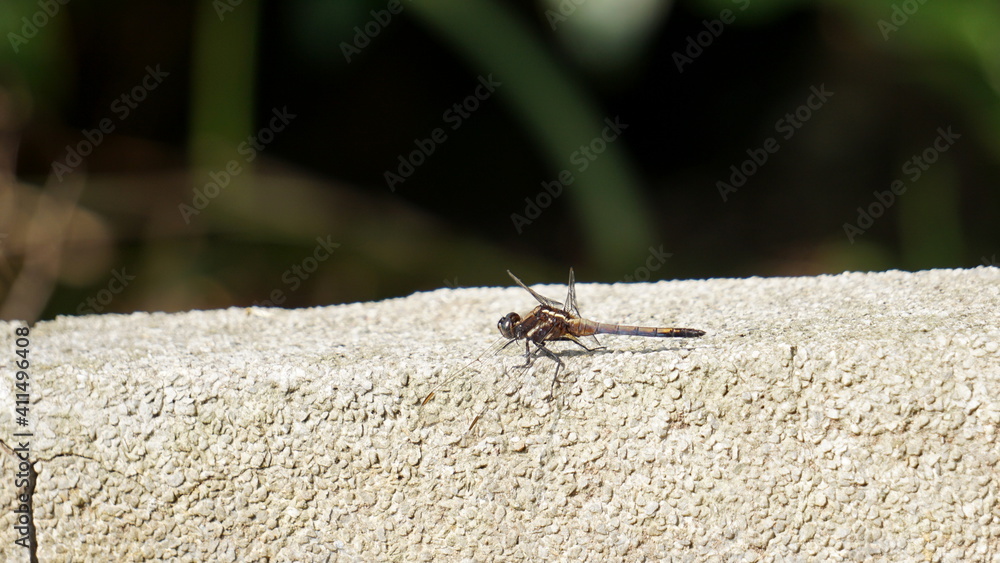 a dragonfly in the Hutoushan Hutou Mountain Park, Guishan, Taoyuan City, Taiwan, January a dragonfly in the Hutoushan Hutou Mountain Park, Guishan, Taoyuan City, Taiwan, January