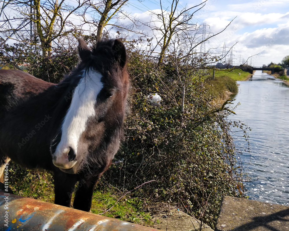 Fototapeta premium Dark brown horse by the canal