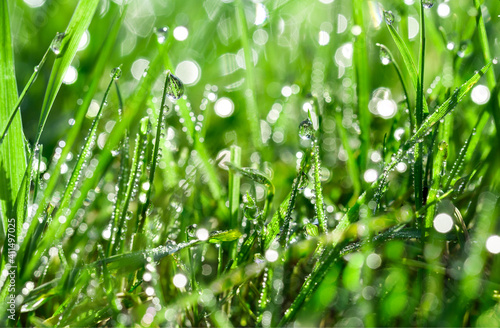 Green grass with water drops background, Close-up