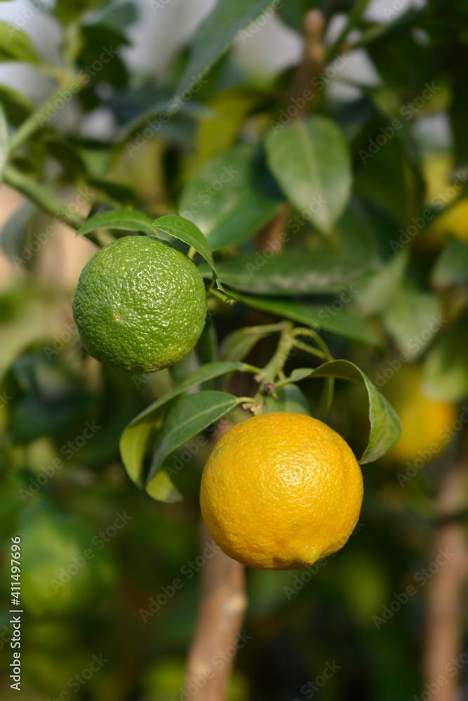 Rangpur lime
