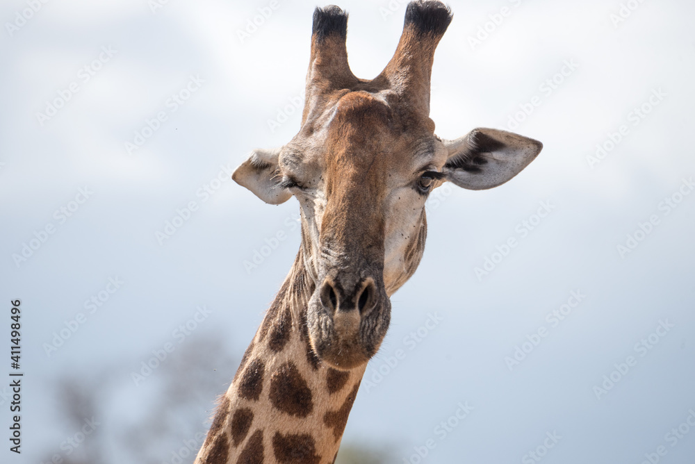 Fototapeta premium Giraffe, die aussieht, als zwinkert sie jemandem zu (Twinkling giraffe)