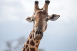 Giraffe, die aussieht, als zwinkert sie jemandem zu (Twinkling giraffe)