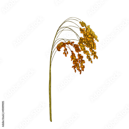 Ears with grain of proso millet. Vector color vintage hand drawn hatching illustration