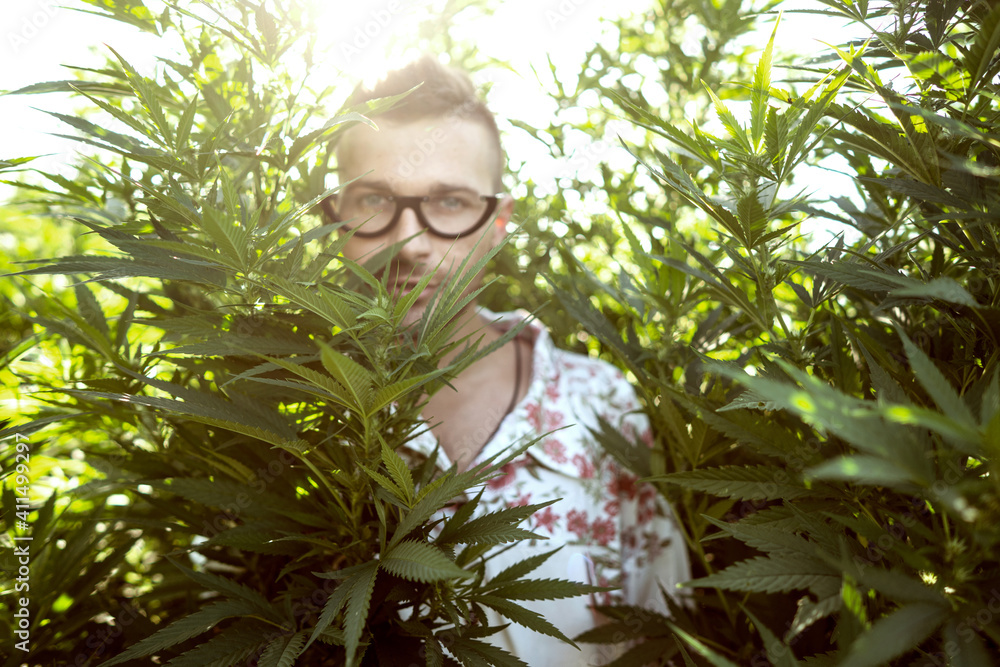 guy posing on the cannabis field, marijuana legalization concept guy posing on the cannabis field, marijuana legalization concept