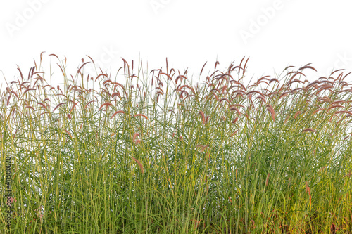 Reeds of grass isolated and white background.