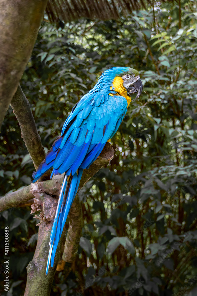 Vogelpark Papagei