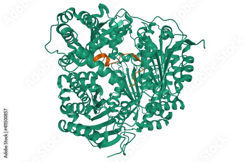 Canvas Print Structure of human insulin-degrading enzyme (green) in complex with amylin (brow