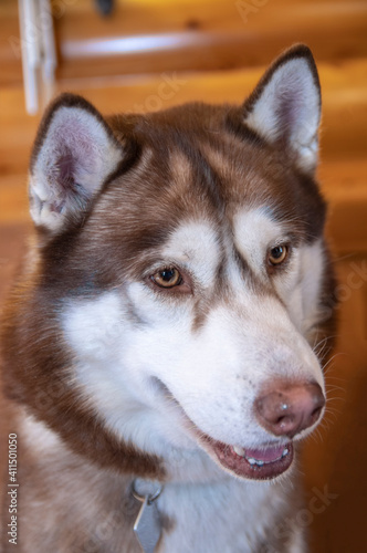 Portrait cute siberian husky dog close up.