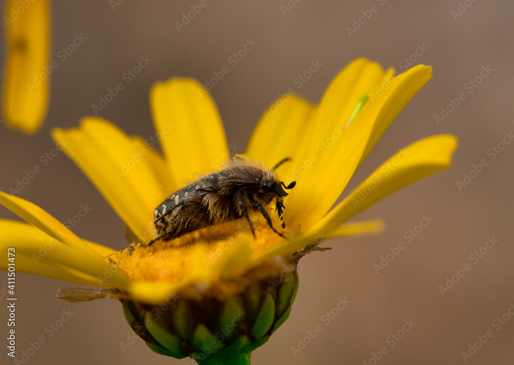 A black beetle sitting on a yellow celandine flower eats nectar. Macro Shot of Flea Beetle inside mustard or rapeseed yellow flowers plant.