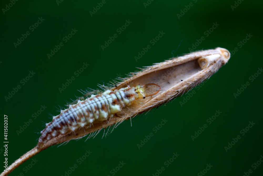Aphid lions live on wild plants in North China Aphid lions live on wild plants in North China