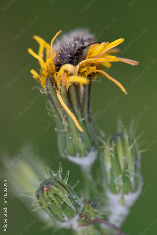 A black beetle sitting on a yellow celandine flower eats nectar. Macro Shot of Flea Beetle inside mustard or rapeseed yellow flowers plant. A black beetle sitting on a yellow celandine flower eats nectar. Macro Shot of Flea Beetle inside mustard or rapeseed yellow flowers plant.