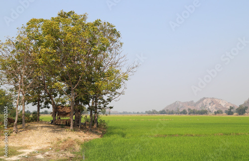 Scenery of green trees with cottage and organic rice field.