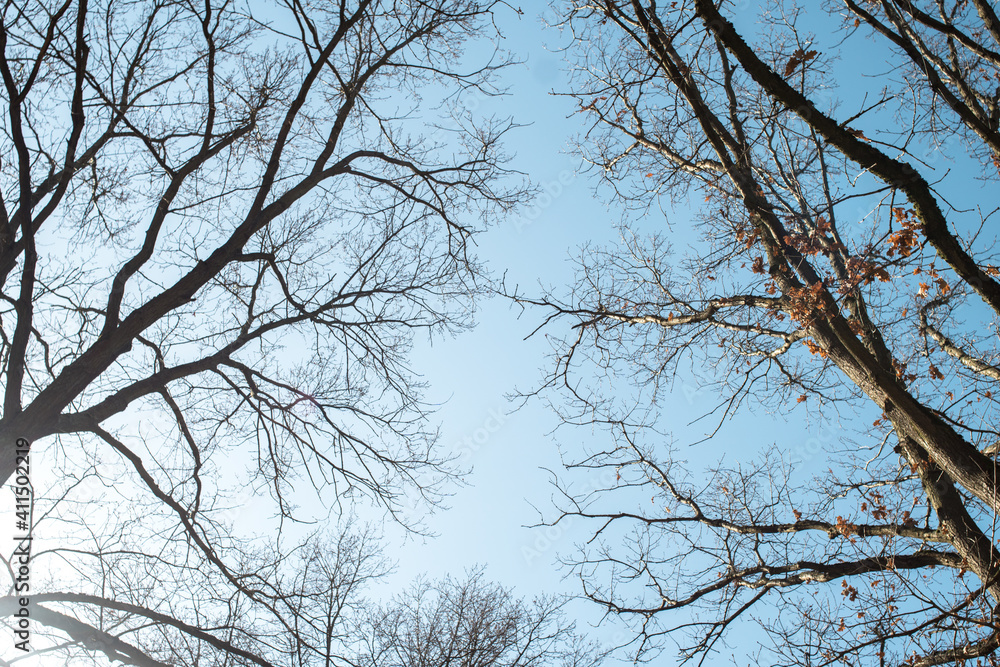 Low view of bare branches and trees, fade from autumn to winter. Leafless Low view of bare branches and trees, fade from autumn to winter. Leafless