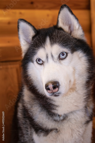 Portrait black and white siberian husky dog with blue eyes, close up.