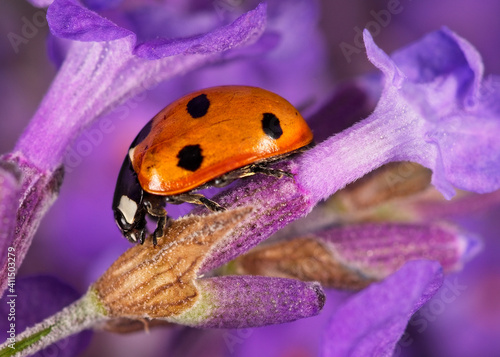 Macro shot of a seven spot ladybug (Coccinella septempunctata) on a purple lavender flower photo