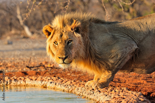 Male lion at a waterhle staring