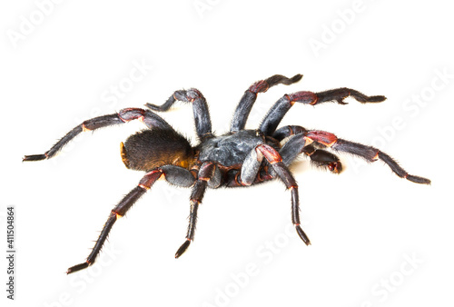 Asian species Spider Tarantula on white background © Singha songsak