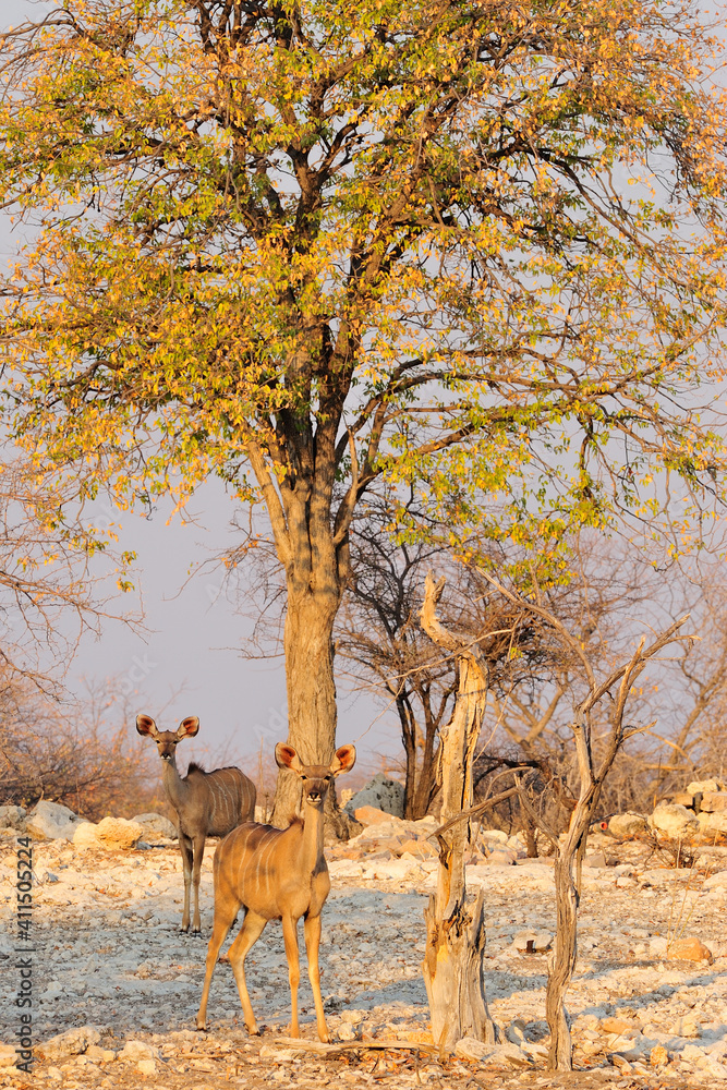 Naklejka premium Kudu in the golden light