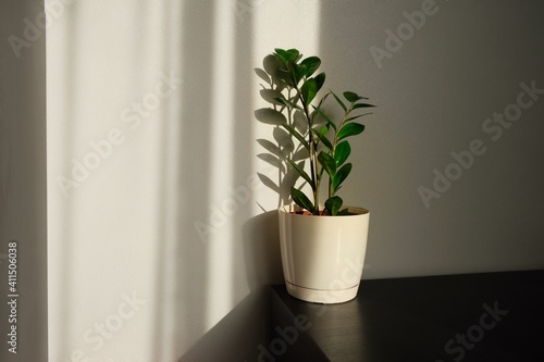 Zamiokulcas plant in flower pot standing on a white background. Modern minimal creative home decor concept  garden room. The shadow on the light wall from the plant Zamiokulcas. 