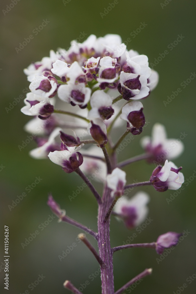 flower nature background. herb garden, small white plant flowers close-up. flower nature background. herb garden, small white plant flowers close-up.