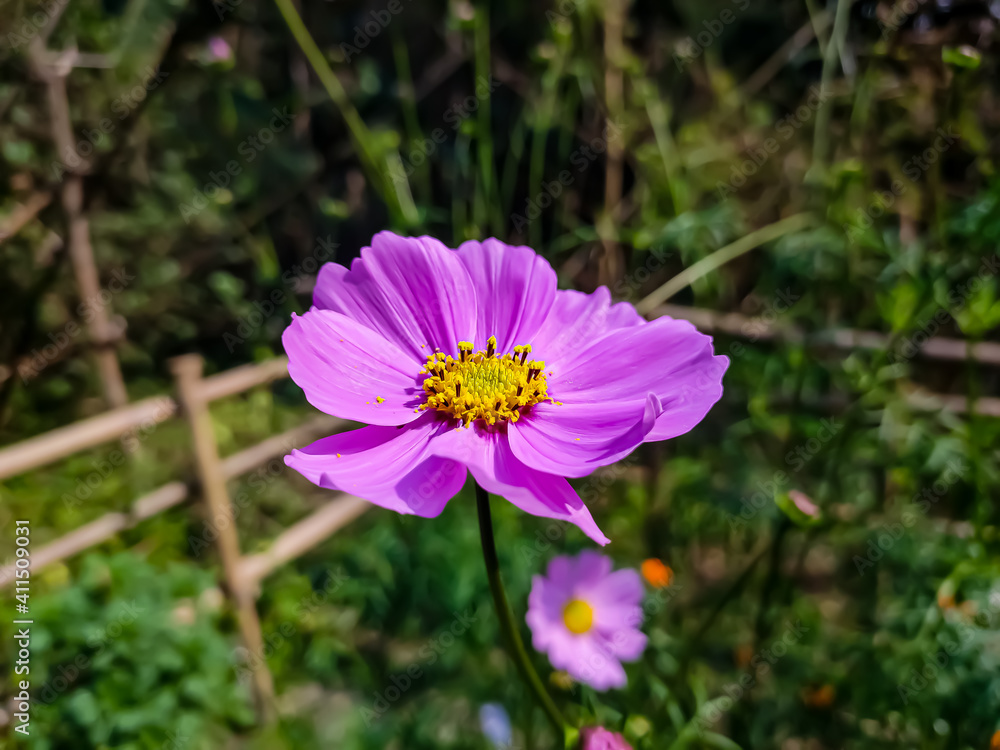 Cosmos is a genus, with the same common name of cosmos, consisting of flowering plants in the sunflower family. Cosmos is a genus, with the same common name of cosmos, consisting of flowering plants in the sunflower family.