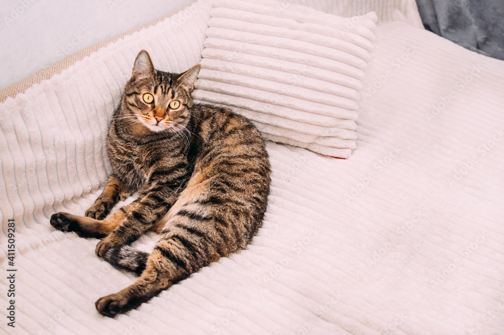 cat lies on the bed on a pillow cat lies on the bed on a pillow
