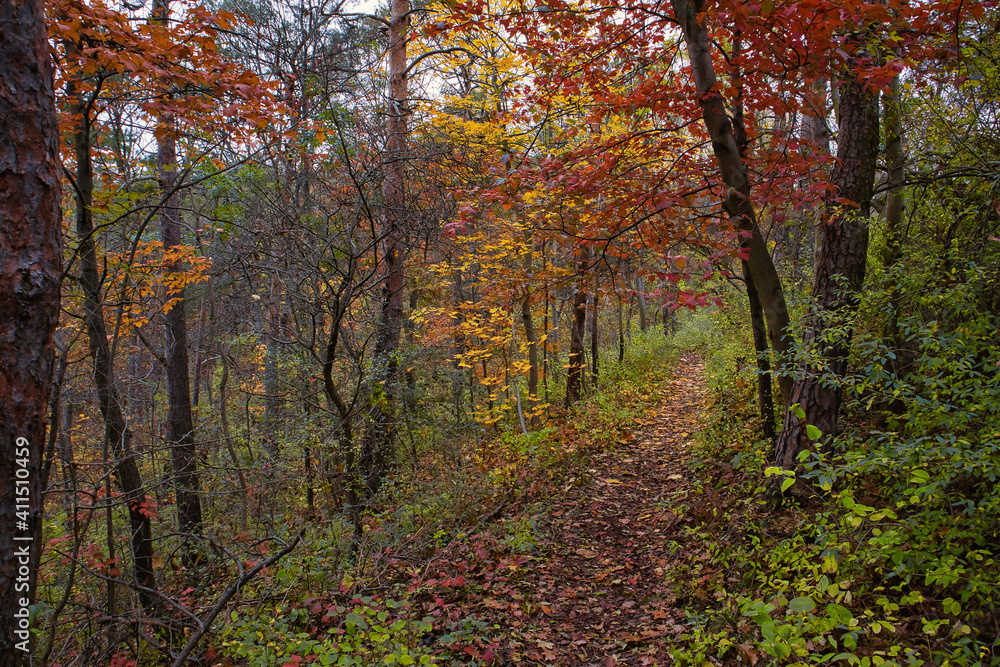 Herbststimmung , Herbst im Wald an der Saale Horizontale in Jena, Thüringen, Deutschland