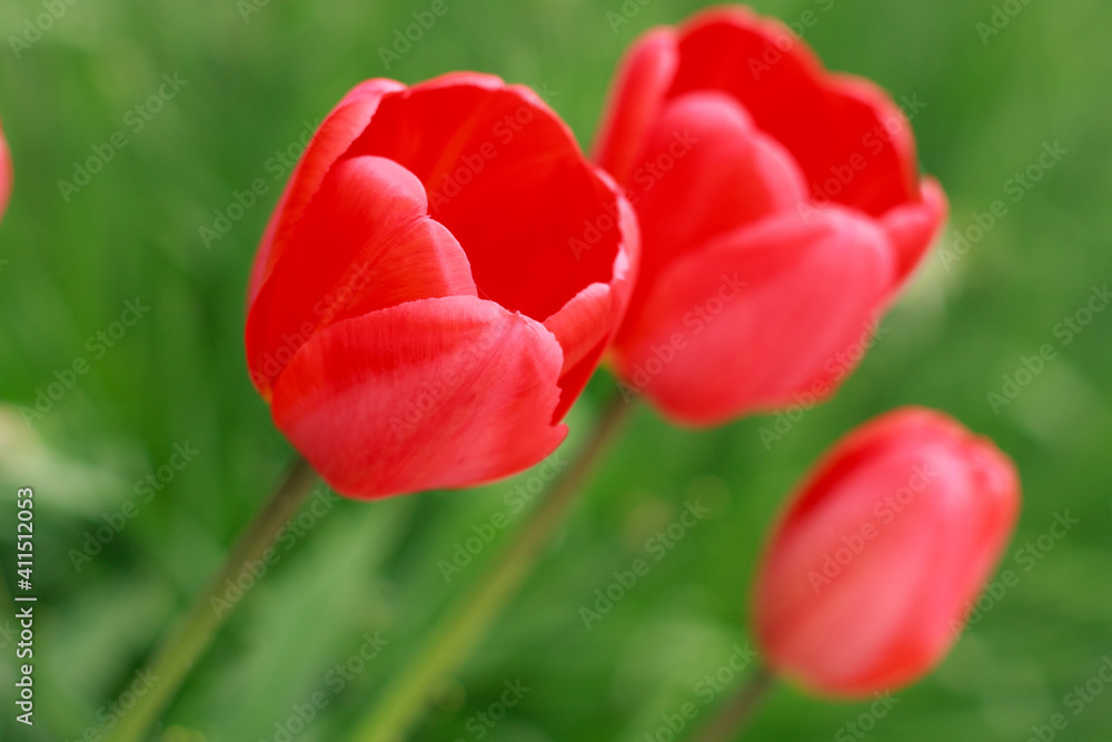 Fototapeta premium Red tulips in the garden.