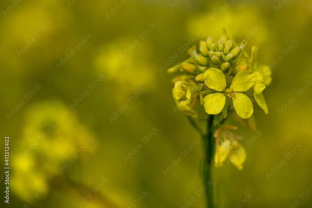 Flowers in the garden.Yellow flower swaying from the wind.Yellow stamens close up. Botany concept. yellow flower background. wallpaper, card concept. copy space Flowers in the garden.Yellow flower swaying from the wind.Yellow stamens close up. Botany concept. yellow flower background. wallpaper, card concept. copy space