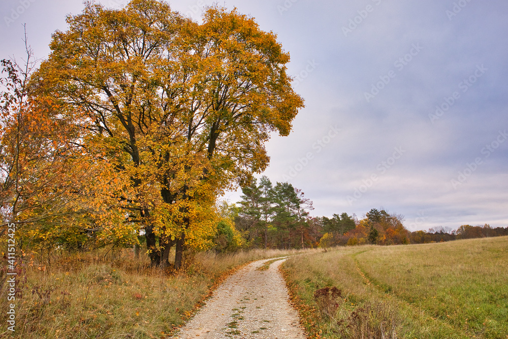  Weg im Herbst in Jena, Thüringen, Deutschland
