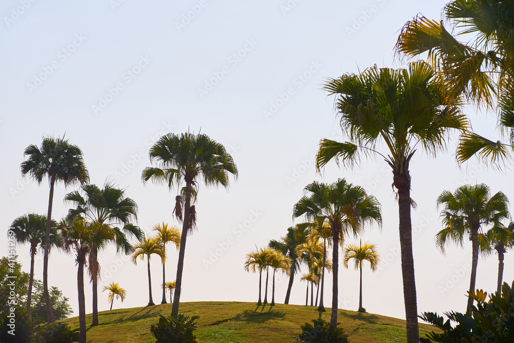 Obraz premium Plam trees with clear sky