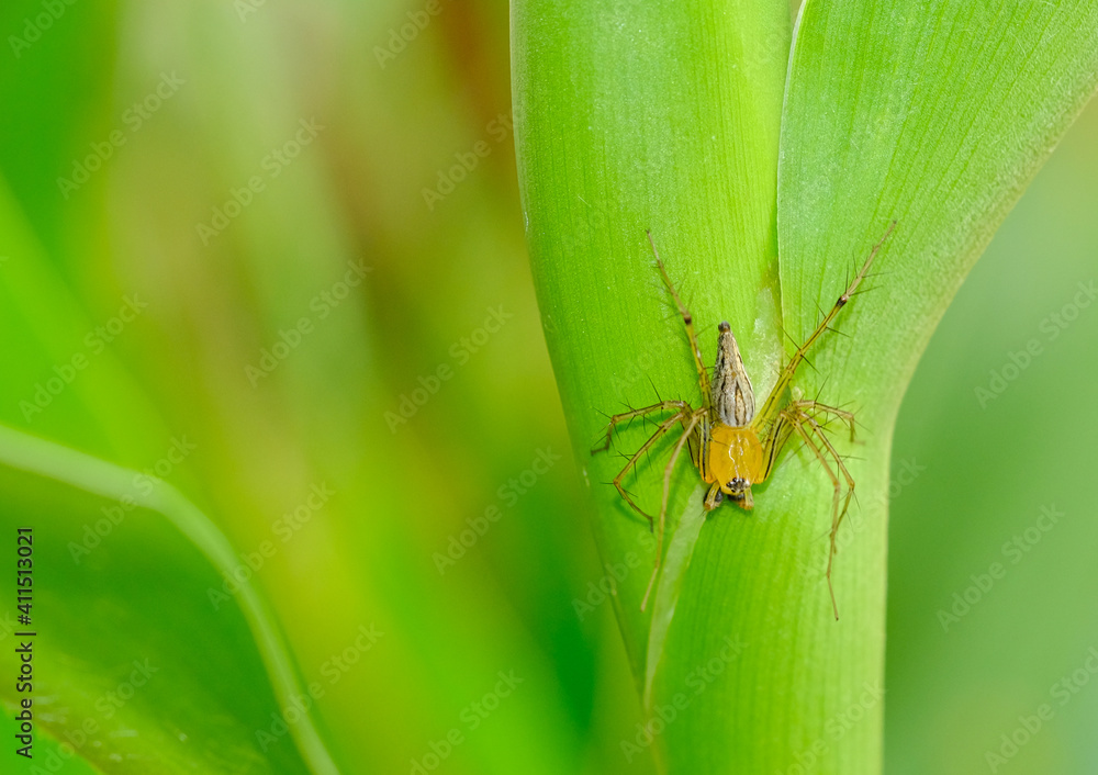 brown and yellow spider eight legs relaxing on green leaves in botany garden. brown and yellow spider eight legs relaxing on green leaves in botany garden.