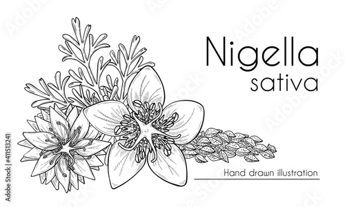 Nigella sativa flowers, seeds and leaves, black cumin. Hand drawn design, line art, vector illustration. Сulinary ingredient or cosmetic