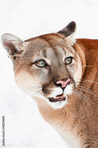 Portrait mountain lion  puma  cougar in wildlife