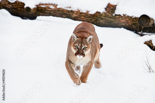 Canvas Print Portrait mountain lion, puma, cougar on the white background wildlife