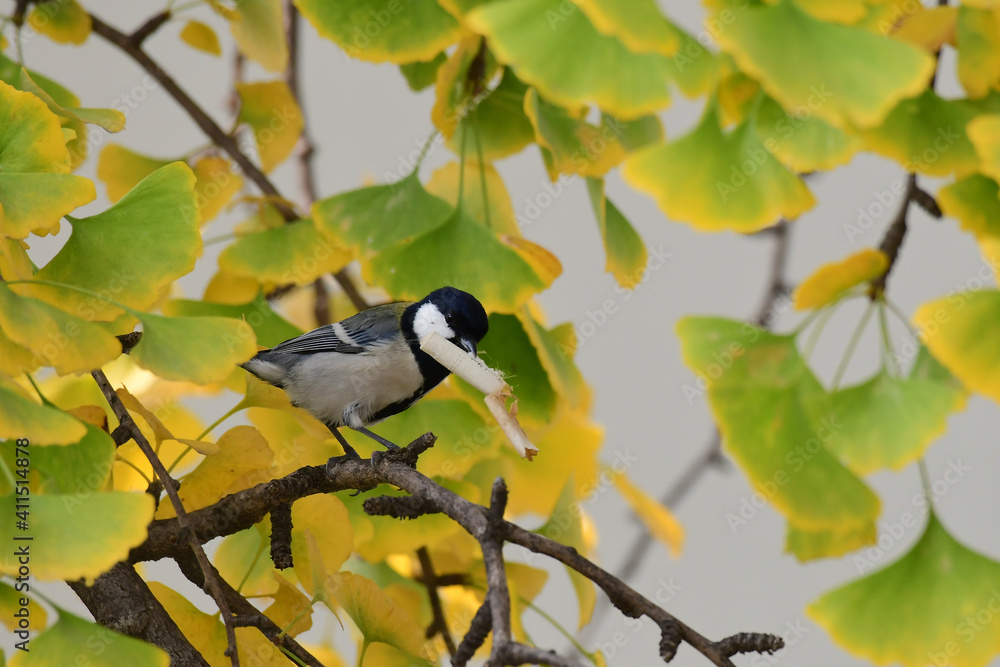 Obraz premium A great tit is biting a cigarette butt.
