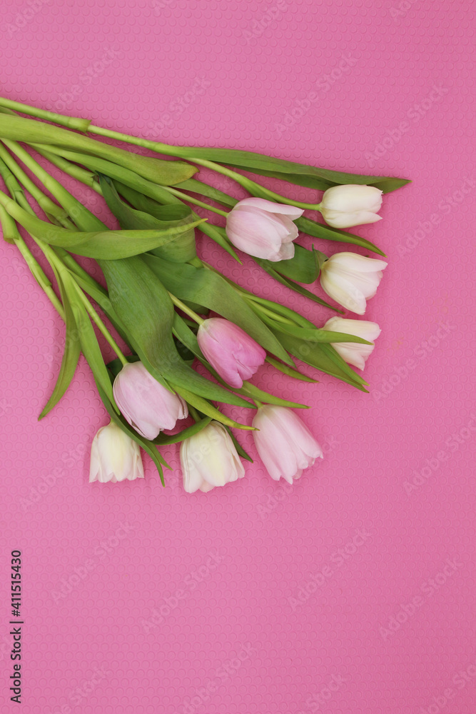 Bouquet of pink and white tulips on the pink background Bouquet of pink and white tulips on the pink background