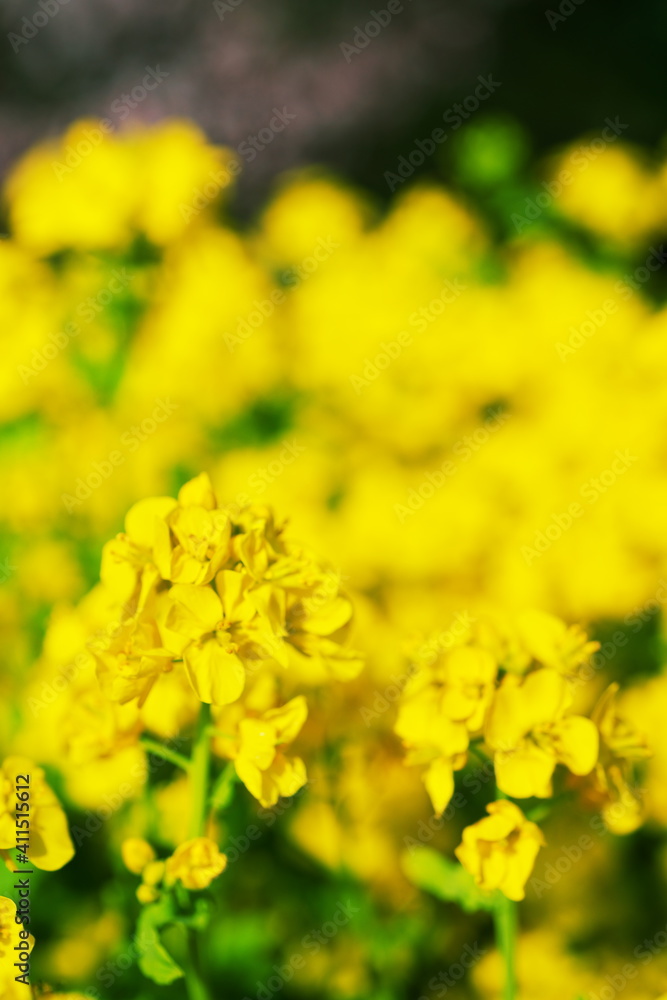河川敷に咲く黄色い菜の花 河川敷に咲く黄色い菜の花