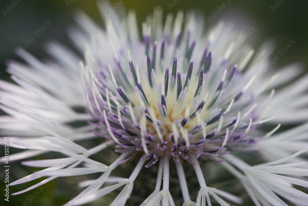 Scarlina Galactites tomentosa, plant belonging to the Asteraceae family. flower heads lilac or pink purple flowers. close up flower Scarlina Galactites tomentosa, plant belonging to the Asteraceae family. flower heads lilac or pink purple flowers. close up flower