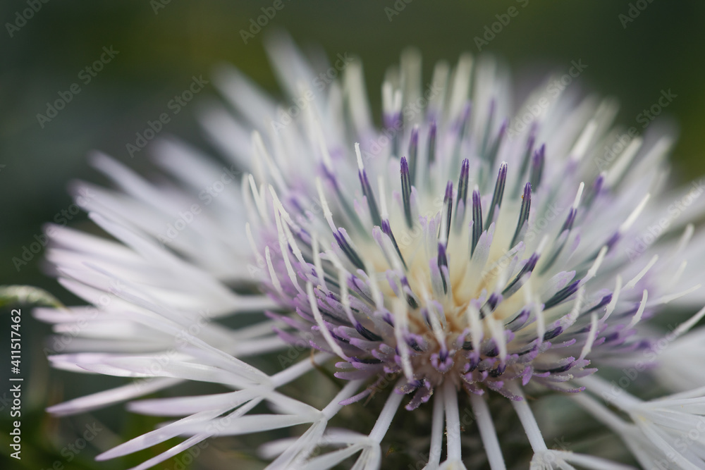 Scarlina Galactites tomentosa, plant belonging to the Asteraceae family. flower heads lilac or pink purple flowers. close up flower Scarlina Galactites tomentosa, plant belonging to the Asteraceae family. flower heads lilac or pink purple flowers. close up flower