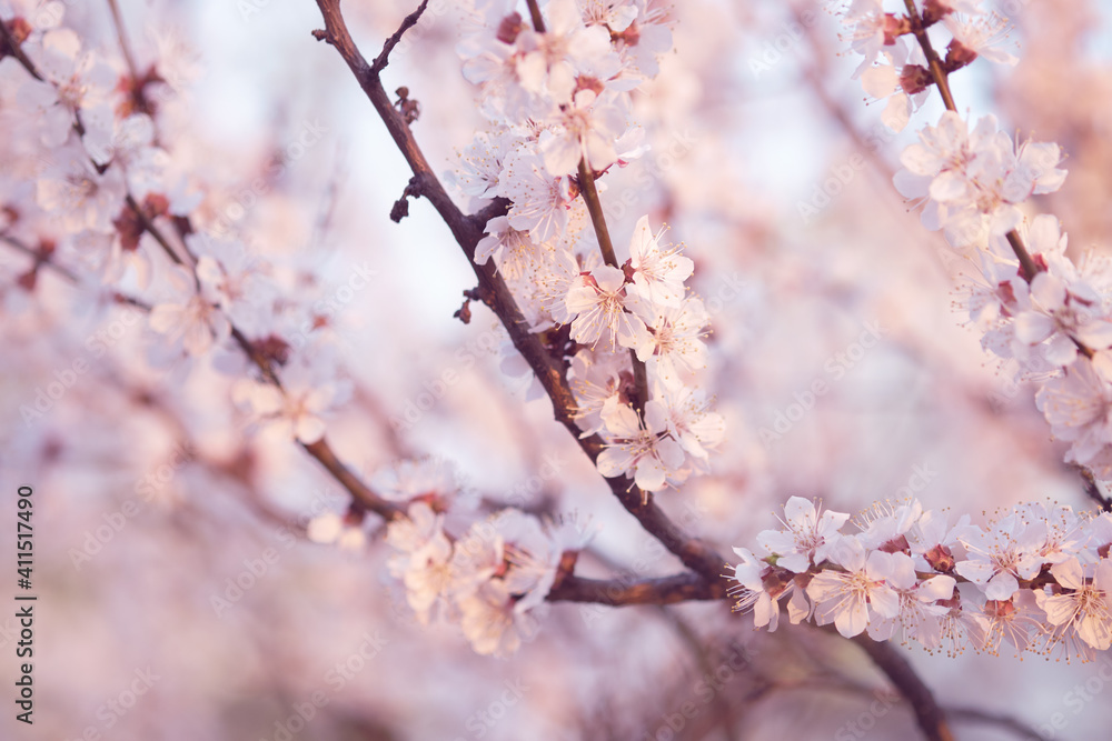 Branches of flowering fruit trees. Spring bloom in the garden Branches of flowering fruit trees. Spring bloom in the garden